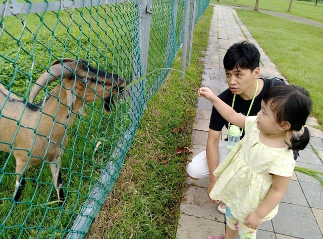 【親子日】浮洲橋下,浮洲河濱公園 騎車車&餵羊咩咩 - 第9張圖 【親子日】浮洲橋下,浮洲河濱公園 騎車車&餵羊咩咩
