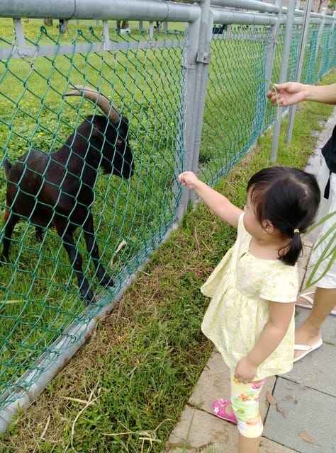 【親子日】浮洲橋下,浮洲河濱公園 騎車車&餵羊咩咩 - 第10張圖 【親子日】浮洲橋下,浮洲河濱公園 騎車車&餵羊咩咩