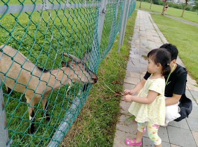 【親子日】浮洲橋下,浮洲河濱公園 騎車車&餵羊咩咩 - 第11張圖 【親子日】浮洲橋下,浮洲河濱公園 騎車車&餵羊咩咩