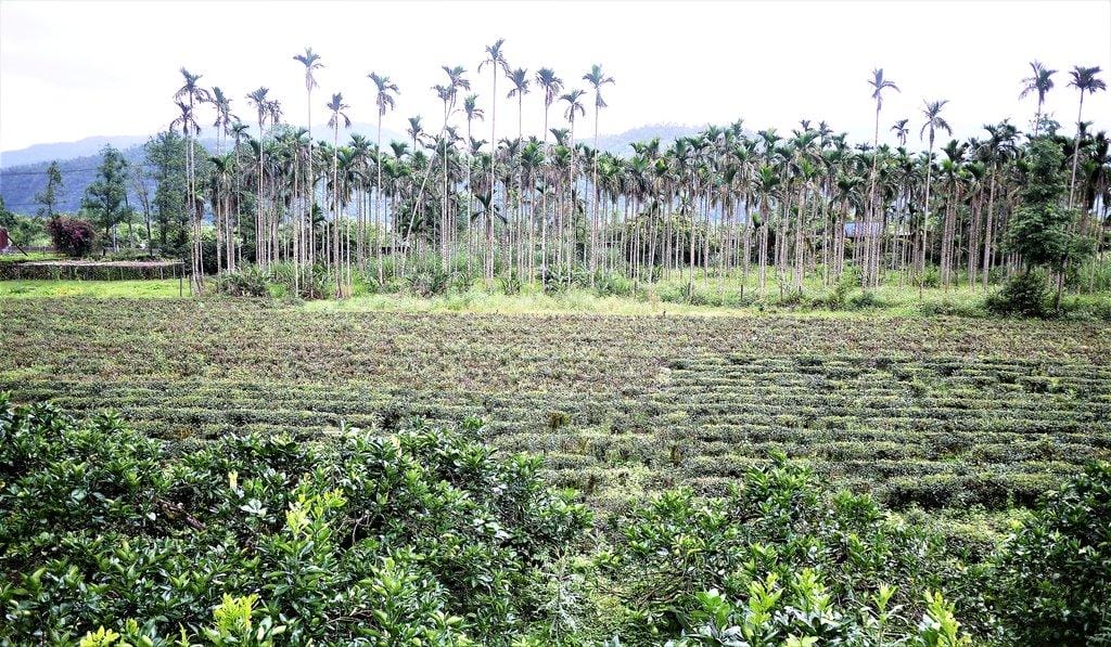 【宜蘭民宿】茶鄉園 南洋風情峇里島竹屋/ 座擁玉蘭茶園 / 太平山山腳下 - 第3張圖 【宜蘭民宿】茶鄉園 南洋風情峇里島竹屋/ 座擁玉蘭茶園 / 太平山山腳下