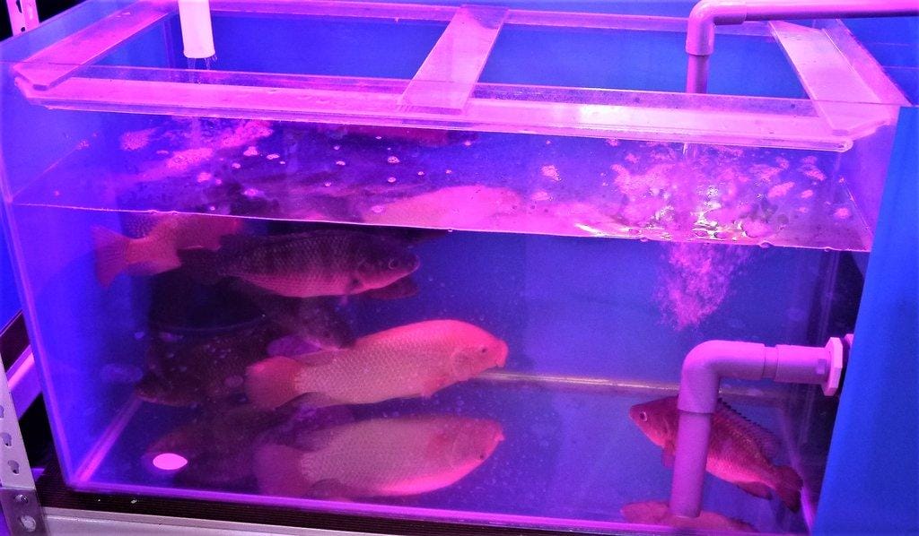 【通化夜市美食】台灣燒肉,新鮮美味串燒推薦,聚餐小酌好去處/ 信義安和捷運站 - 第5張圖 【通化夜市美食】台灣燒肉,新鮮美味串燒推薦,聚餐小酌好去處/ 信義安和捷運站