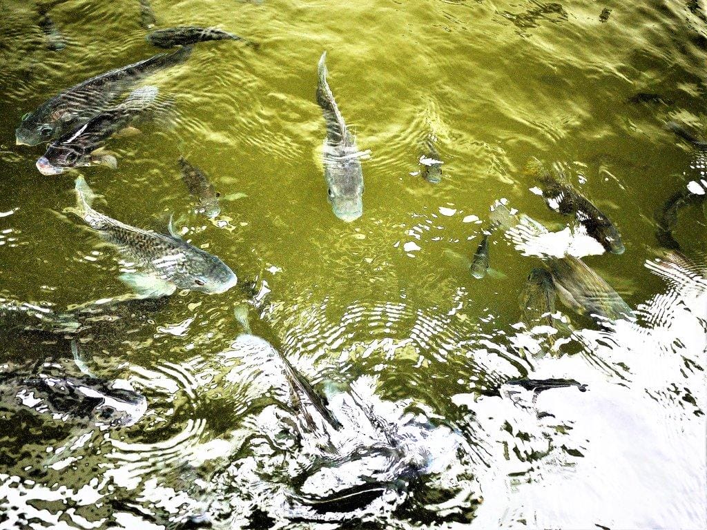 【宜蘭親子旅遊】勝洋水草休閒農場,DIY生態瓶.釣魚不限時 / 魚咬泡腳 - 第75張圖 【宜蘭親子旅遊】勝洋水草休閒農場,DIY生態瓶.釣魚不限時 / 魚咬泡腳