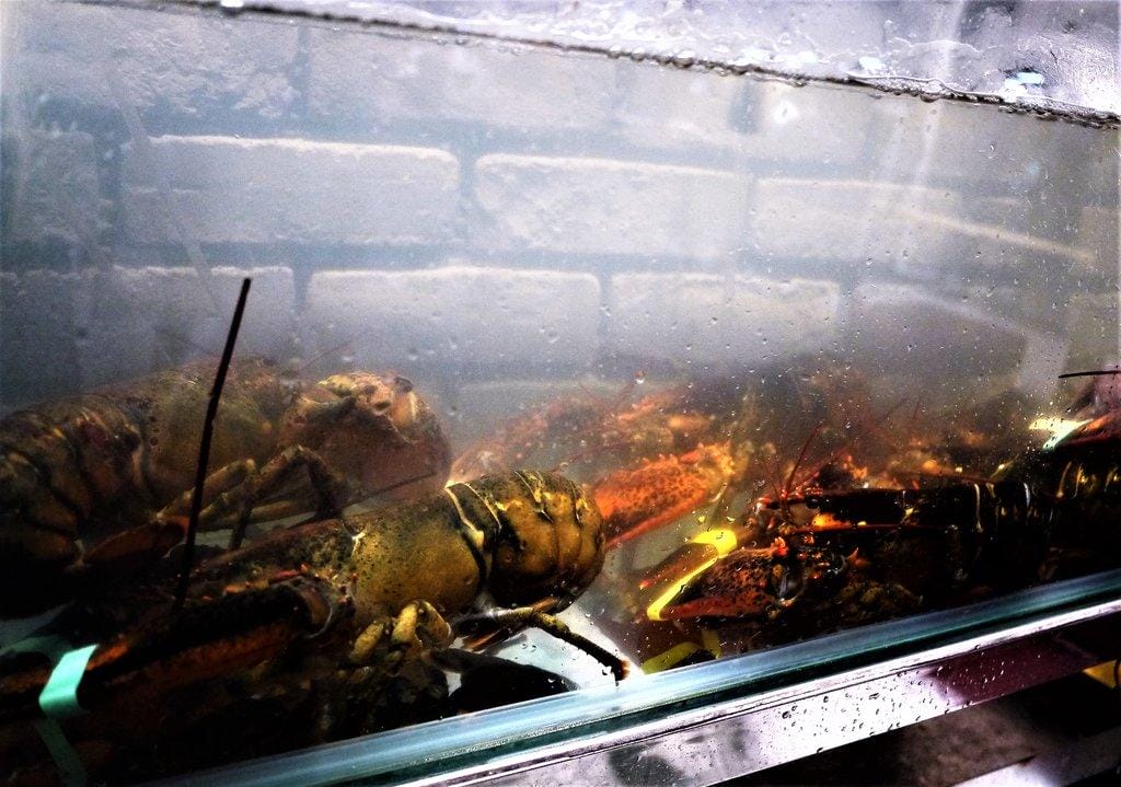 【板橋/火鍋】 鮮入圍煮-精緻鍋物,活波士頓龍蝦鍋,活沙公鍋~滿滿的頂級海鮮~文末有完整菜單 - 第4張圖 【板橋/火鍋】 鮮入圍煮-精緻鍋物,活波士頓龍蝦鍋,活沙公鍋~滿滿的頂級海鮮~文末有完整菜單