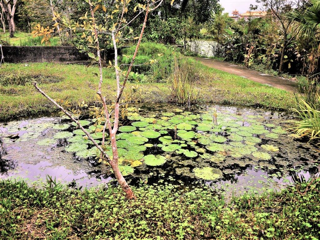 【宜蘭親子旅遊】勝洋水草休閒農場,DIY生態瓶.釣魚不限時 / 魚咬泡腳 - 第41張圖 【宜蘭親子旅遊】勝洋水草休閒農場,DIY生態瓶.釣魚不限時 / 魚咬泡腳