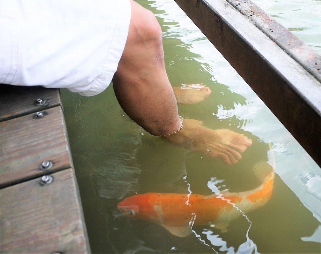 【宜蘭親子旅遊】勝洋水草休閒農場,DIY生態瓶.釣魚不限時 / 魚咬泡腳 - 第71張圖 【宜蘭親子旅遊】勝洋水草休閒農場,DIY生態瓶.釣魚不限時 / 魚咬泡腳