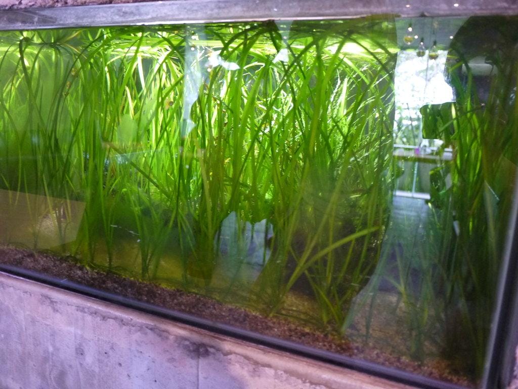 【宜蘭親子旅遊】勝洋水草休閒農場,DIY生態瓶.釣魚不限時 / 魚咬泡腳 - 第31張圖 【宜蘭親子旅遊】勝洋水草休閒農場,DIY生態瓶.釣魚不限時 / 魚咬泡腳