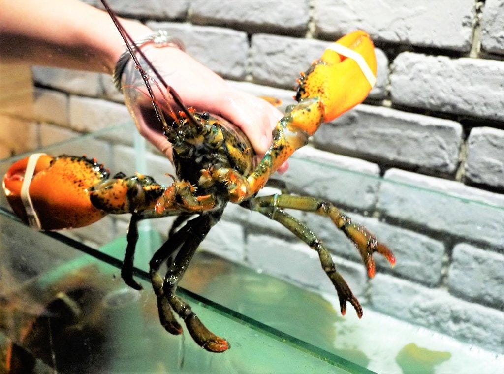 【板橋/火鍋】 鮮入圍煮-精緻鍋物,活波士頓龍蝦鍋,活沙公鍋~滿滿的頂級海鮮~文末有完整菜單 - 第15張圖 【板橋/火鍋】 鮮入圍煮-精緻鍋物,活波士頓龍蝦鍋,活沙公鍋~滿滿的頂級海鮮~文末有完整菜單