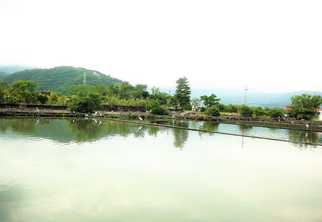 【宜蘭親子旅遊】勝洋水草休閒農場,DIY生態瓶.釣魚不限時 / 魚咬泡腳 - 第67張圖 【宜蘭親子旅遊】勝洋水草休閒農場,DIY生態瓶.釣魚不限時 / 魚咬泡腳