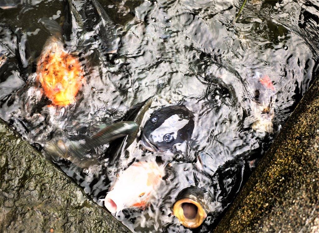 【宜蘭親子旅遊】勝洋水草休閒農場,DIY生態瓶.釣魚不限時 / 魚咬泡腳 - 第76張圖 【宜蘭親子旅遊】勝洋水草休閒農場,DIY生態瓶.釣魚不限時 / 魚咬泡腳