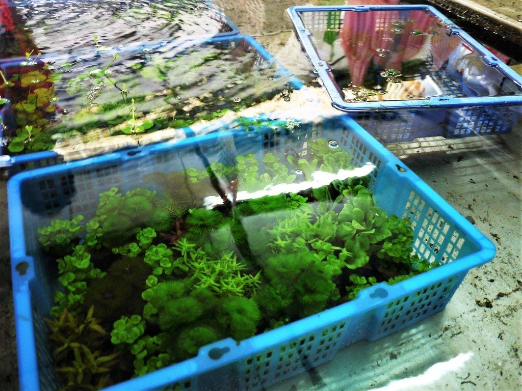 【宜蘭親子旅遊】勝洋水草休閒農場,DIY生態瓶.釣魚不限時 / 魚咬泡腳 - 第13張圖 【宜蘭親子旅遊】勝洋水草休閒農場,DIY生態瓶.釣魚不限時 / 魚咬泡腳