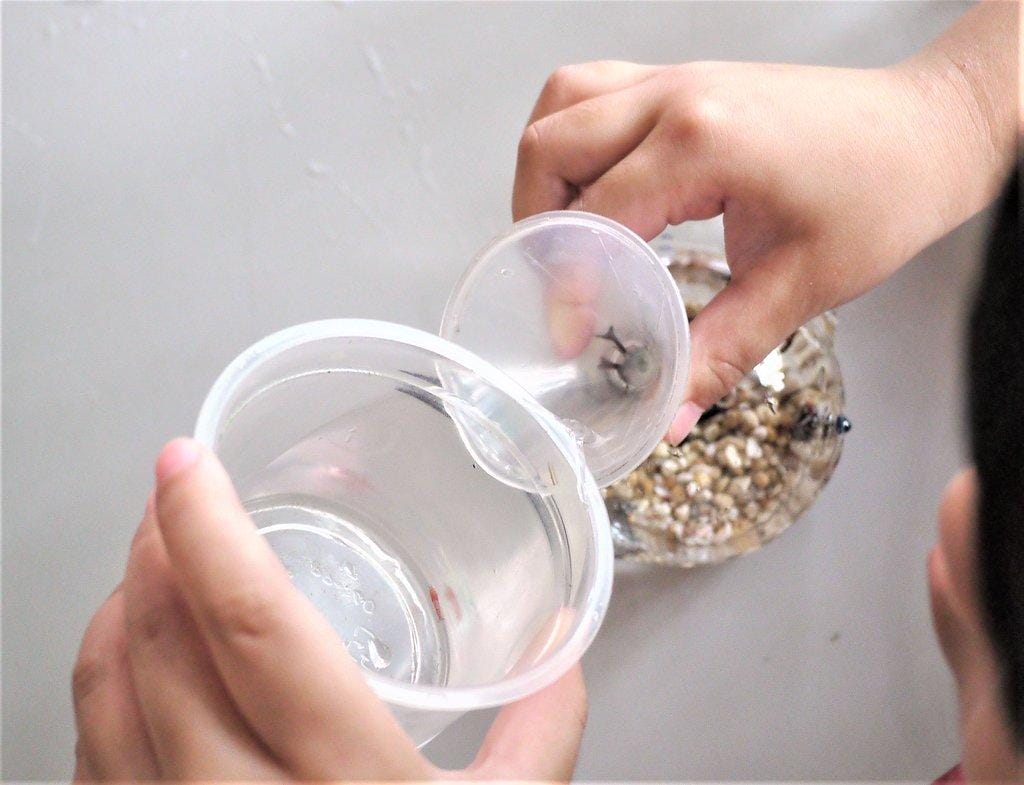 【宜蘭親子旅遊】勝洋水草休閒農場,DIY生態瓶.釣魚不限時 / 魚咬泡腳 - 第48張圖 【宜蘭親子旅遊】勝洋水草休閒農場,DIY生態瓶.釣魚不限時 / 魚咬泡腳