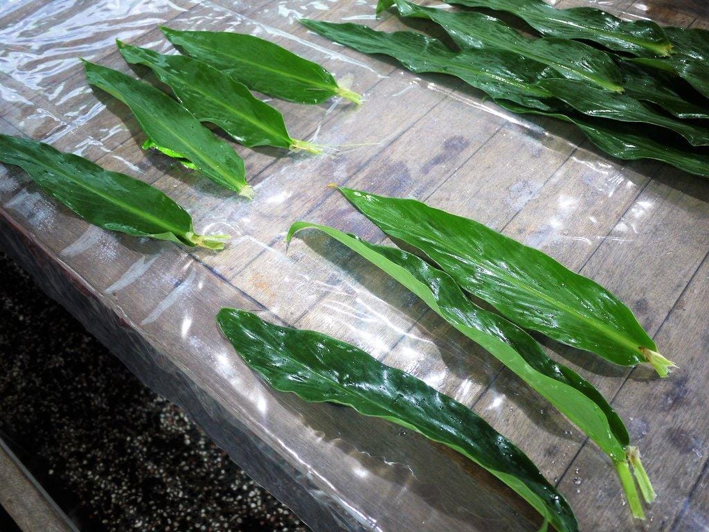 【親子DIY】宜蘭 花泉休閒農場,親子同遊樂趣多,自己手作麵條好好吃 ,DIY晶棗粽 / 生態瓶 - 第57張圖 【親子DIY】宜蘭 花泉休閒農場,親子同遊樂趣多,自己手作麵條好好吃 ,DIY晶棗粽 / 生態瓶