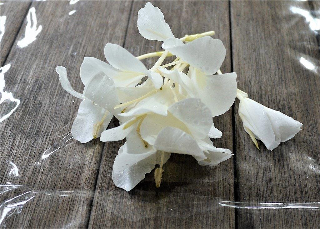 【親子DIY】宜蘭 花泉休閒農場,親子同遊樂趣多,自己手作麵條好好吃 ,DIY晶棗粽 / 生態瓶 - 第18張圖 【親子DIY】宜蘭 花泉休閒農場,親子同遊樂趣多,自己手作麵條好好吃 ,DIY晶棗粽 / 生態瓶