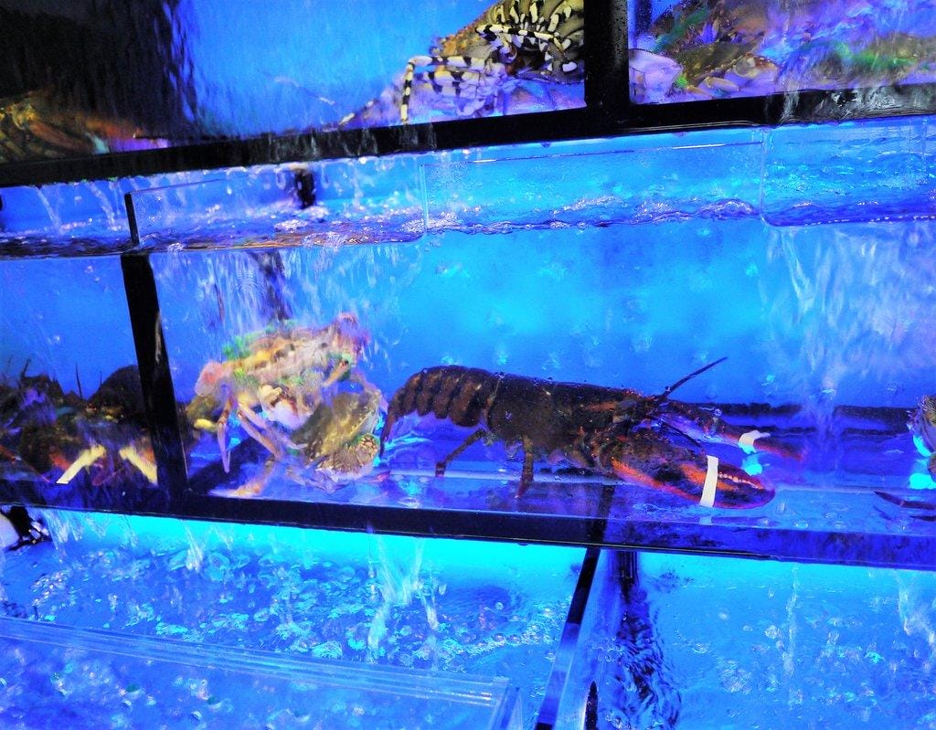 【中和火鍋】澎湖蒸鱻蒸氣火鍋 / 海鮮蒸籠塔 / 食材新鮮.一層又一層澎湃海鮮 - 第6張圖 【中和火鍋】澎湖蒸鱻蒸氣火鍋 / 海鮮蒸籠塔 / 食材新鮮.一層又一層澎湃海鮮