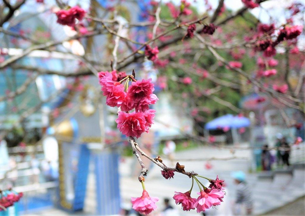 【南投景點 】九族文化村,透明纜車連結日月潭 / 浪漫粉紅櫻花季 / 水晶餐廳寬闊視野(文末影音) - 第4張圖 【南投景點 】九族文化村,透明纜車連結日月潭 / 浪漫粉紅櫻花季 / 水晶餐廳寬闊視野(文末影音)