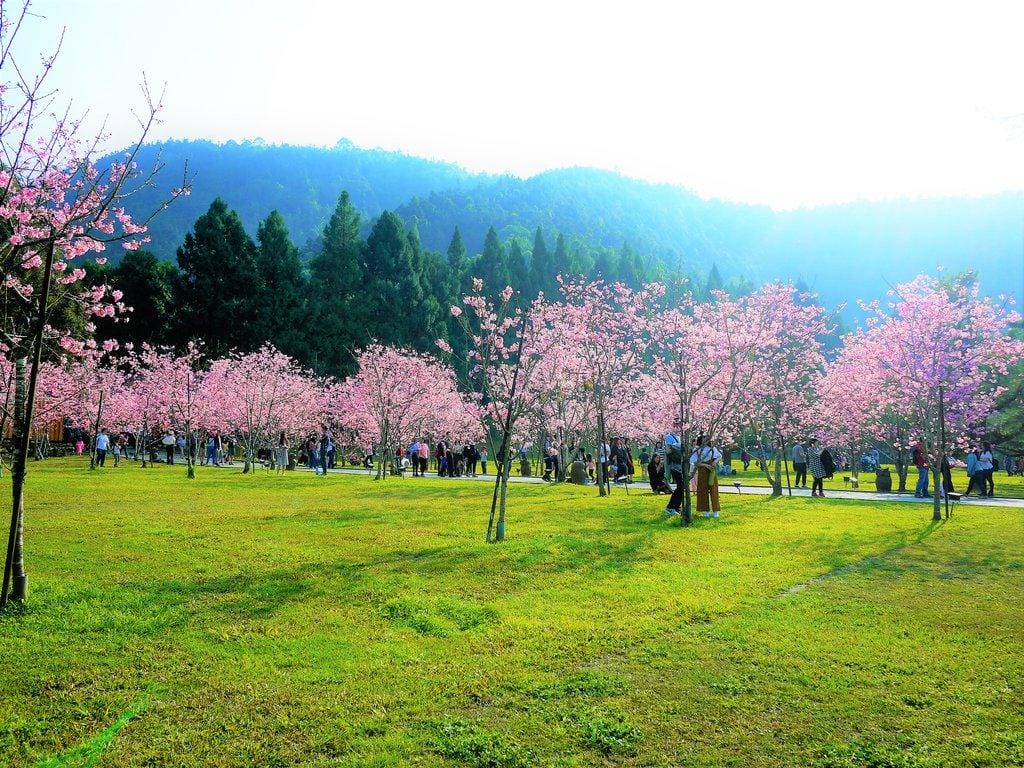 【南投景點 】九族文化村,透明纜車連結日月潭 / 浪漫粉紅櫻花季 / 水晶餐廳寬闊視野(文末影音) - 第32張圖 【南投景點 】九族文化村,透明纜車連結日月潭 / 浪漫粉紅櫻花季 / 水晶餐廳寬闊視野(文末影音)