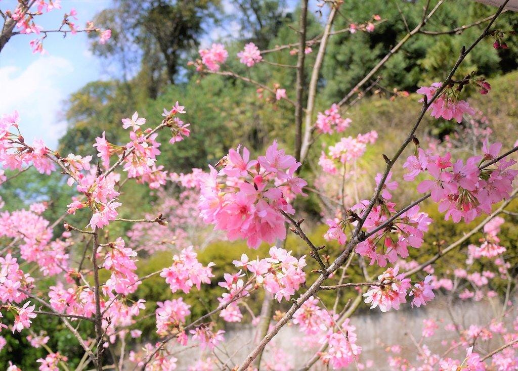 【南投景點 】九族文化村,透明纜車連結日月潭 / 浪漫粉紅櫻花季 / 水晶餐廳寬闊視野(文末影音) - 第36張圖 【南投景點 】九族文化村,透明纜車連結日月潭 / 浪漫粉紅櫻花季 / 水晶餐廳寬闊視野(文末影音)