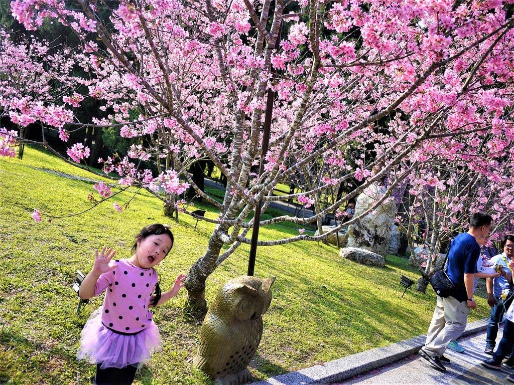 【南投景點 】九族文化村,透明纜車連結日月潭 / 浪漫粉紅櫻花季 / 水晶餐廳寬闊視野(文末影音) - 第35張圖 【南投景點 】九族文化村,透明纜車連結日月潭 / 浪漫粉紅櫻花季 / 水晶餐廳寬闊視野(文末影音)