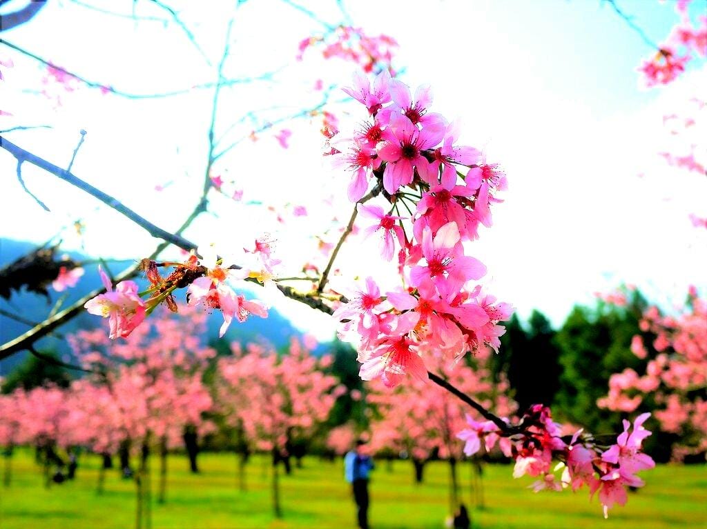 【南投景點 】九族文化村,透明纜車連結日月潭 / 浪漫粉紅櫻花季 / 水晶餐廳寬闊視野(文末影音) - 第33張圖 【南投景點 】九族文化村,透明纜車連結日月潭 / 浪漫粉紅櫻花季 / 水晶餐廳寬闊視野(文末影音)