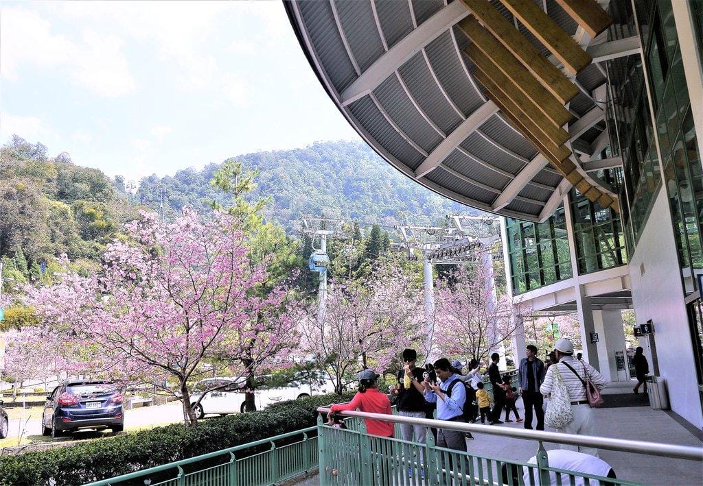 【南投景點 】九族文化村,透明纜車連結日月潭 / 浪漫粉紅櫻花季 / 水晶餐廳寬闊視野(文末影音) - 第18張圖 【南投景點 】九族文化村,透明纜車連結日月潭 / 浪漫粉紅櫻花季 / 水晶餐廳寬闊視野(文末影音)