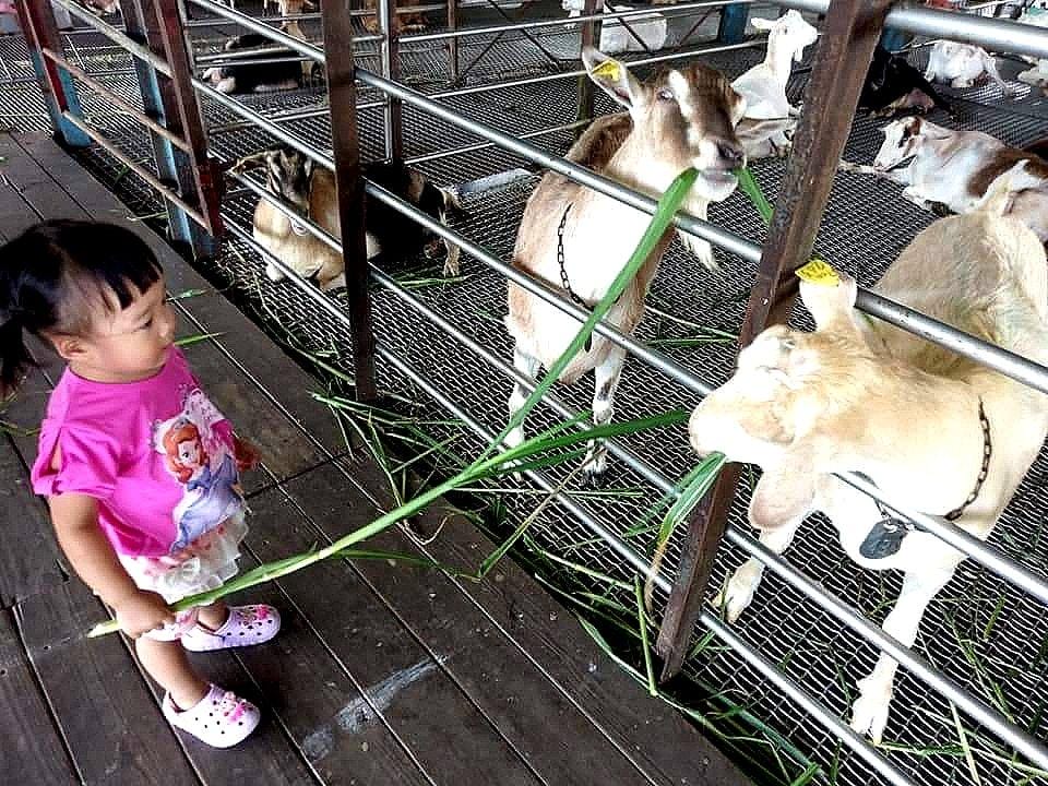 宜蘭礁溪【波卡拉渡假會館】徜徉在田間之中 / 民宿包棟 / 小木屋住宿.宜蘭二日遊(影音介紹) - 第71張圖 宜蘭礁溪【波卡拉渡假會館】徜徉在田間之中 / 民宿包棟 / 小木屋住宿.宜蘭二日遊(影音介紹)