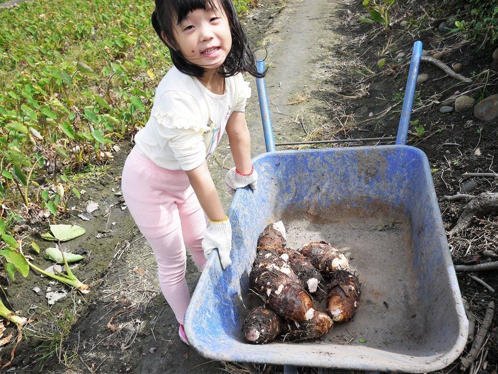 ‖親子二日遊‖ 台中大甲 向日葵農場 小農夫體驗/DIY芋圓/農夫餐/烤土窯 - 第53張圖 ‖親子二日遊‖ 台中大甲 向日葵農場 小農夫體驗/DIY芋圓/農夫餐/烤土窯
