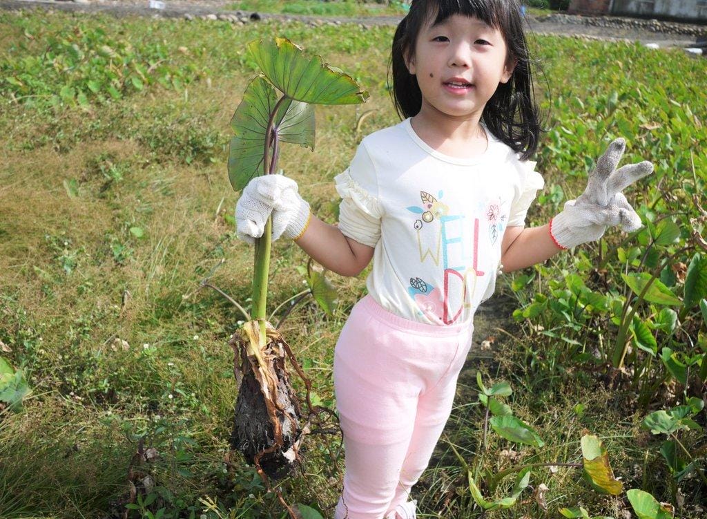 ‖親子二日遊‖ 台中大甲 向日葵農場 小農夫體驗/DIY芋圓/農夫餐/烤土窯 - 第51張圖 ‖親子二日遊‖ 台中大甲 向日葵農場 小農夫體驗/DIY芋圓/農夫餐/烤土窯
