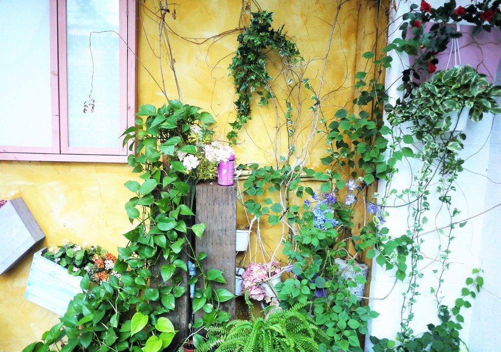 |大稻埕咖啡|D.G Cafe 花園餐廳 . 早午餐 / 下午茶 迪化街美食 捷運大橋頭 - 第13張圖 |大稻埕咖啡|D.G Cafe 花園餐廳 . 早午餐 / 下午茶 迪化街美食 捷運大橋頭
