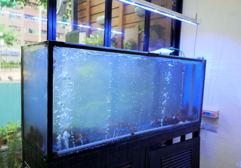 |聚餐餐廳|微笑餐桌Smile Table.海水養殖活龍蝦 / 雷克雅維克龍蝦湯 , 民生社區用餐 . 親子餐廳 - 第5張圖 |聚餐餐廳|微笑餐桌Smile Table.海水養殖活龍蝦 / 雷克雅維克龍蝦湯 , 民生社區用餐 . 親子餐廳
