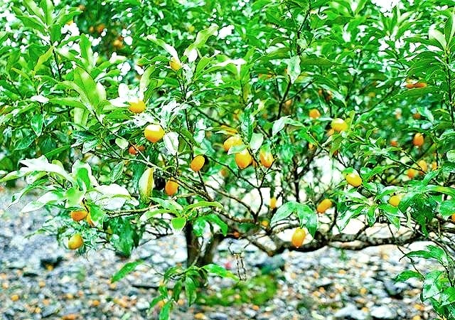 |礁溪住宿|宜蘭有朋會館 villa民宿 / 親子民宿,一泊二食無菜單料理.群山環繞的山間民宿.遠離塵囂掉入仙境 - 第50張圖 |礁溪住宿|宜蘭有朋會館 villa民宿 / 親子民宿,一泊二食無菜單料理.群山環繞的山間民宿.遠離塵囂掉入仙境