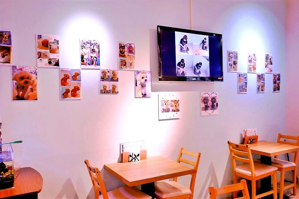 | 中山區寵物咖啡廳 | HOUSE CAFE .寵物 / 親子友善餐廳.毛小孩放鬆一下.洗澡/美容/吃大餐好享受! - 第18張圖 | 中山區寵物咖啡廳 | HOUSE CAFE .寵物 / 親子友善餐廳.毛小孩放鬆一下.洗澡/美容/吃大餐好享受!