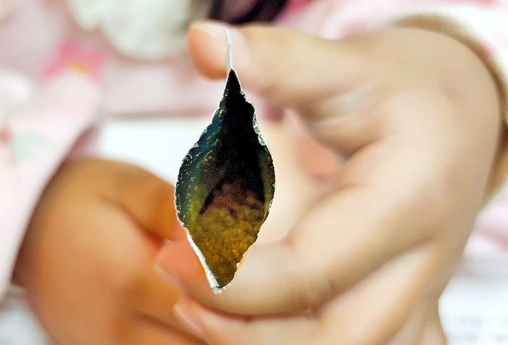 |護明保養|全視線-葉黃素.全家人營養補充品.金盞花給我清晰好舒適! - 第14張圖 |護明保養|全視線-葉黃素.全家人營養補充品.金盞花給我清晰好舒適!