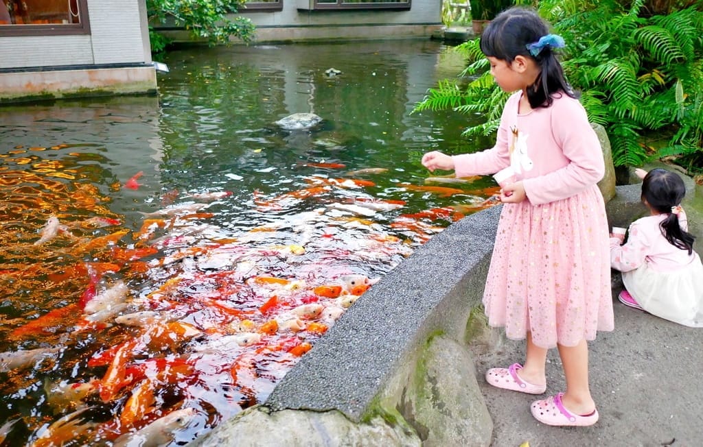 | 花蓮親子景點 | 金澤居民宿.保留大自然環境-大魚池.騎單車.大草皮.親子共遊的好地方 - 第27張圖 | 花蓮親子景點 | 金澤居民宿.保留大自然環境-大魚池.騎單車.大草皮.親子共遊的好地方