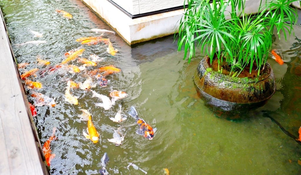 |花蓮之旅|潭心閣民宿.漫遊鯉魚潭湖畔.滿山綠意的好地方.三天兩夜慢活親子小旅行.花蓮民宿推薦 - 第35張圖 |花蓮之旅|潭心閣民宿.漫遊鯉魚潭湖畔.滿山綠意的好地方.三天兩夜慢活親子小旅行.花蓮民宿推薦