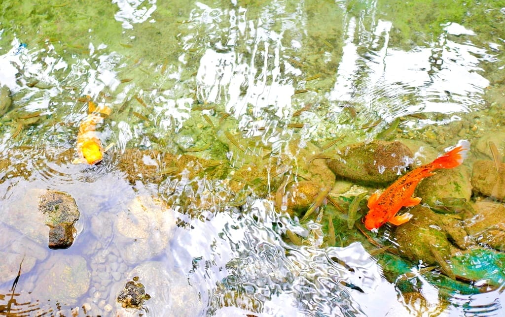 |花蓮之旅|潭心閣民宿.漫遊鯉魚潭湖畔.滿山綠意的好地方.三天兩夜慢活親子小旅行.花蓮民宿推薦 - 第69張圖 |花蓮之旅|潭心閣民宿.漫遊鯉魚潭湖畔.滿山綠意的好地方.三天兩夜慢活親子小旅行.花蓮民宿推薦