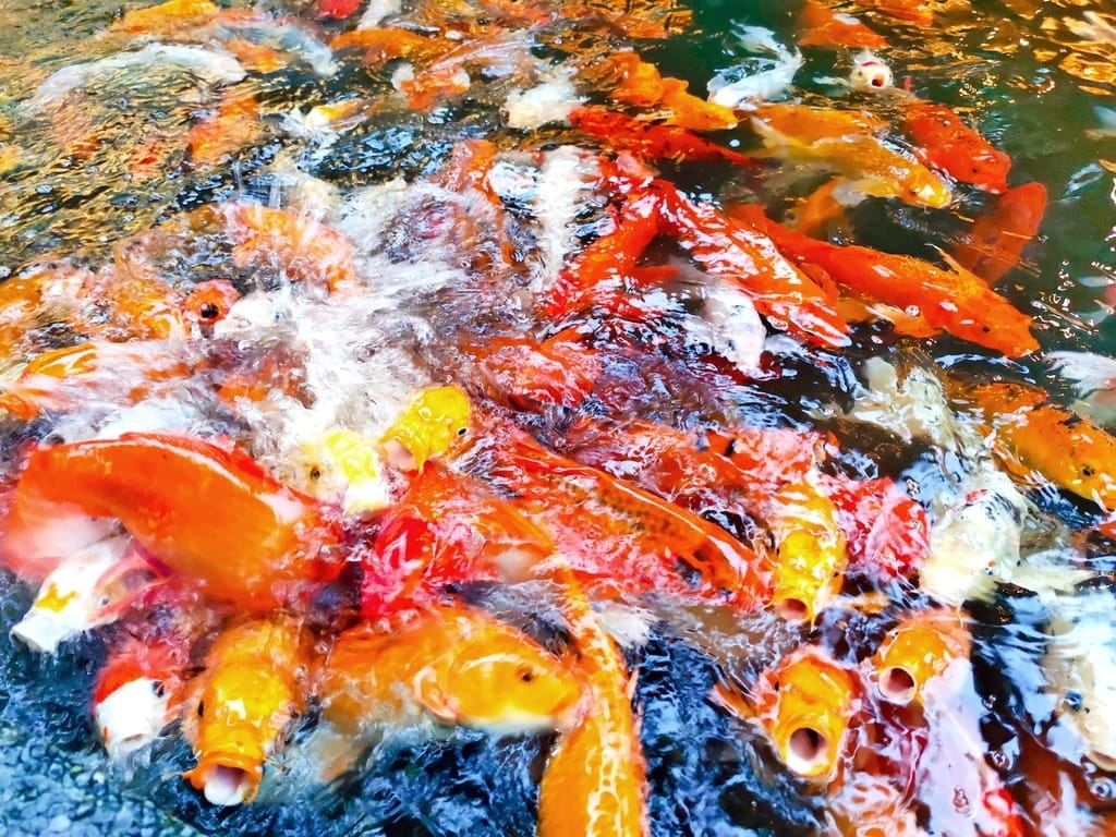 | 花蓮親子景點 | 金澤居民宿.保留大自然環境-大魚池.騎單車.大草皮.親子共遊的好地方 - 第28張圖 | 花蓮親子景點 | 金澤居民宿.保留大自然環境-大魚池.騎單車.大草皮.親子共遊的好地方
