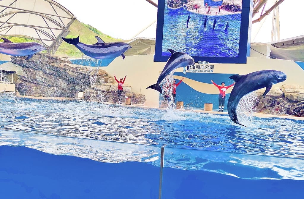 |花蓮之旅|潭心閣民宿.漫遊鯉魚潭湖畔.滿山綠意的好地方.三天兩夜慢活親子小旅行.花蓮民宿推薦 - 第102張圖 |花蓮之旅|潭心閣民宿.漫遊鯉魚潭湖畔.滿山綠意的好地方.三天兩夜慢活親子小旅行.花蓮民宿推薦