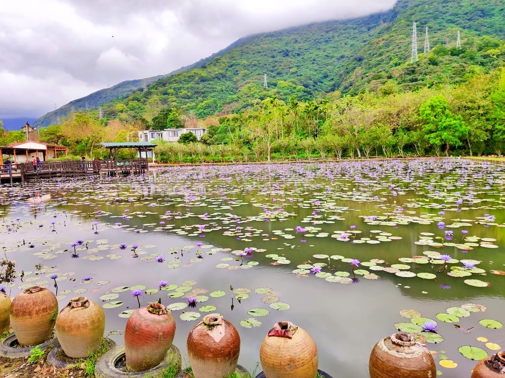 | 花蓮親子景點 | 金澤居民宿.保留大自然環境-大魚池.騎單車.大草皮.親子共遊的好地方 - 第83張圖 | 花蓮親子景點 | 金澤居民宿.保留大自然環境-大魚池.騎單車.大草皮.親子共遊的好地方