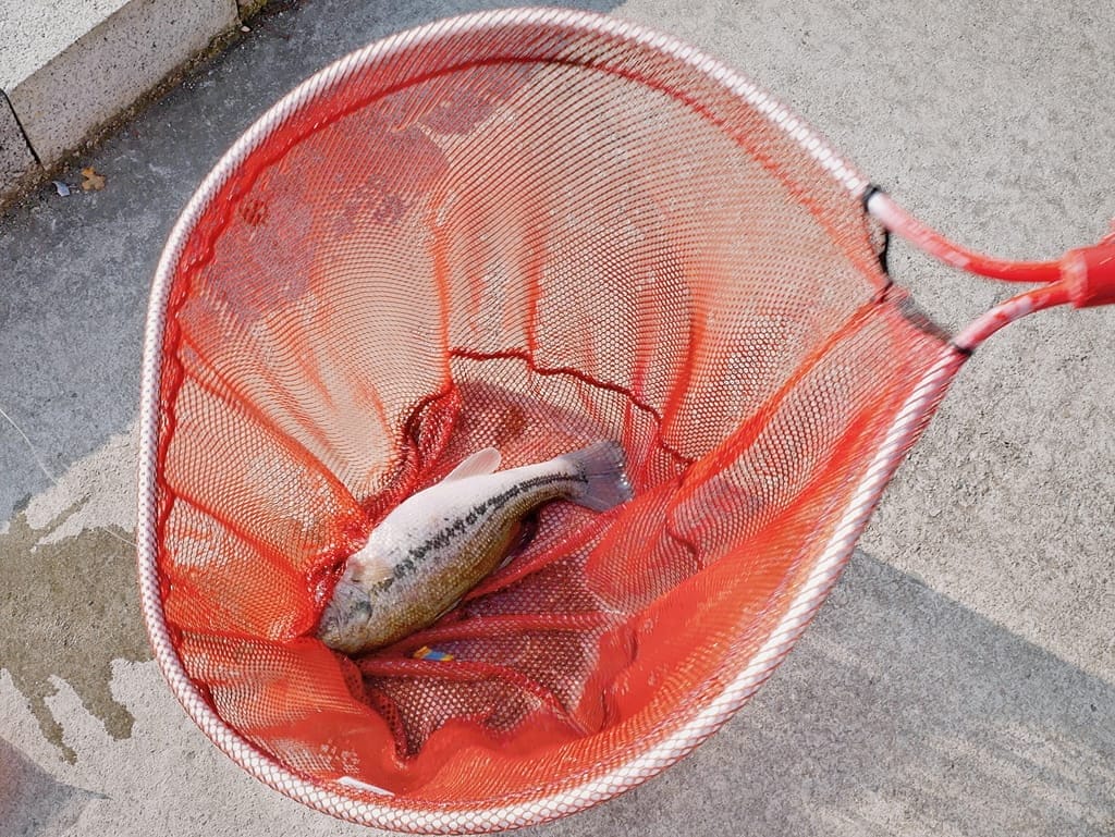 |桃園親子遊|龍潭大自然生態釣魚池.戶外桃源釣魚趣~親子/家庭/情侶旅遊~輕鬆成為小釣手! - 第22張圖 |桃園親子遊|龍潭大自然生態釣魚池.戶外桃源釣魚趣~親子/家庭/情侶旅遊~輕鬆成為小釣手!