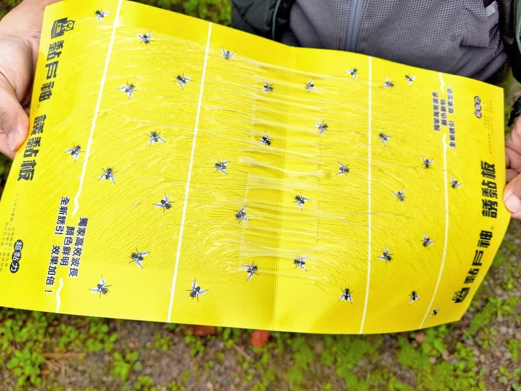 ｜露營必備用品｜戶神厝 誘黏板，果蠅剋星，安全無毒，拒絕夏日擾人小飛蠅！