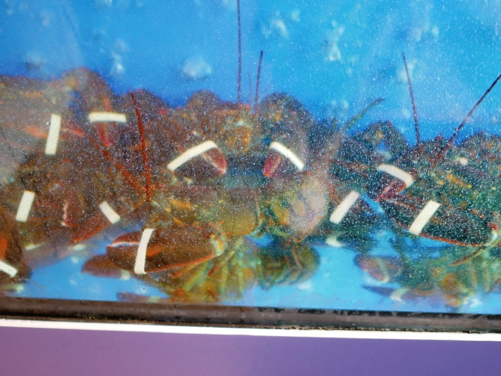 |台北約會餐廳|明水然.樂,無菜單鐵板燒插旗板橋.日本A5和牛/干貝/活龍蝦都吃的到! - 第5張圖 |台北約會餐廳|明水然.樂,無菜單鐵板燒插旗板橋.日本A5和牛/干貝/活龍蝦都吃的到!