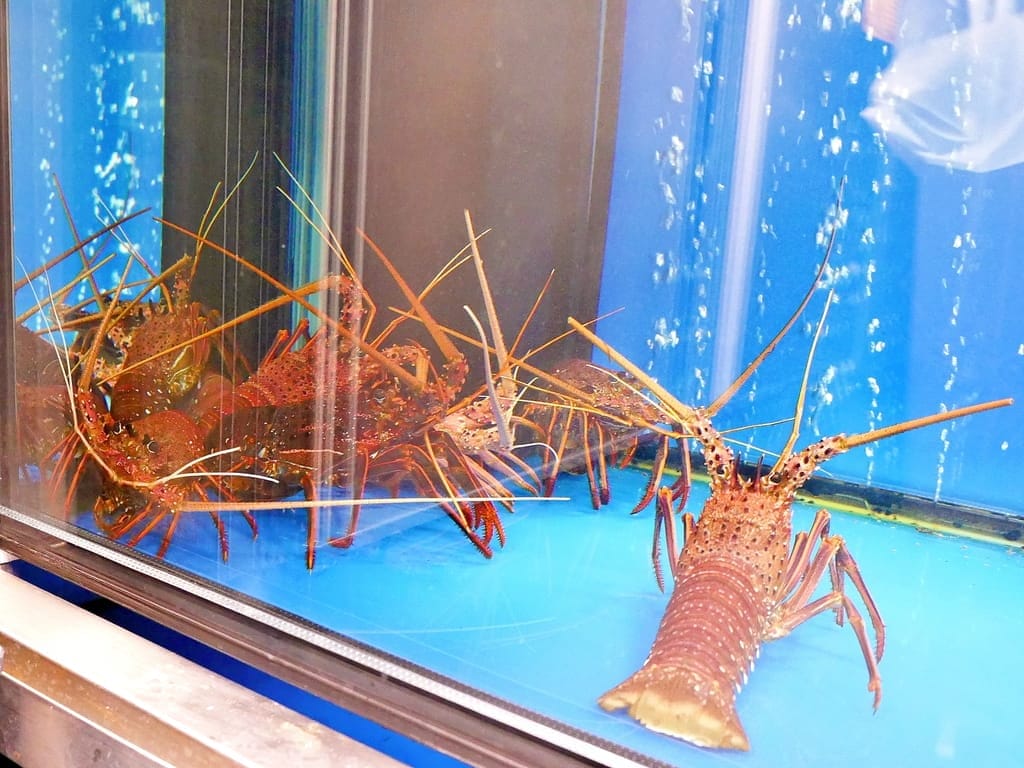 |台北東區 高級火鍋| Shabu Zen.日本A5和牛.澳洲龍蝦.北海道干貝.創意料理新鮮手作! - 第14張圖 |台北東區 高級火鍋| Shabu Zen.日本A5和牛.澳洲龍蝦.北海道干貝.創意料理新鮮手作!